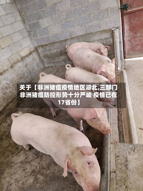 关于【非洲猪瘟疫情地区湖北,三部门非洲猪瘟防控形势十分严峻 疫情已在17省份】-第2张图片