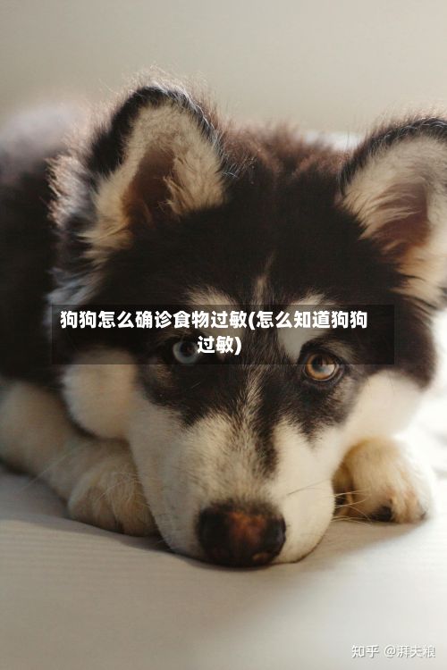 狗狗怎么确诊食物过敏(怎么知道狗狗过敏)-第1张图片