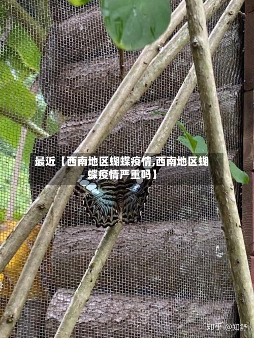 最近【西南地区蝴蝶疫情,西南地区蝴蝶疫情严重吗】-第3张图片