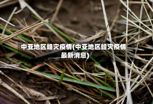 中亚地区蝗灾疫情(中亚地区蝗灾疫情最新消息)-第2张图片