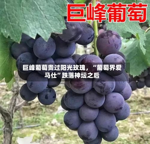 巨峰葡萄贵过阳光玫瑰，“葡萄界爱马仕”跌落神坛之后